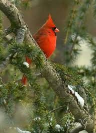 Bird That Sounds Like A Car Alarm Canada Pin De Maria Del Carmen Sandoval En Mis Aves Beautiful Birds Pajaros Hermosos Pajaros Bonitos Aves De Colores