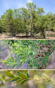 Image result for Combretum erythrophyllum