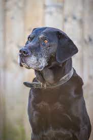 Labrador Lebenserwartung Lebensdauer Labradorseite De