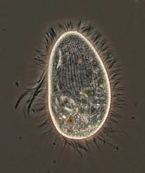 Image result for Balantoides Coli