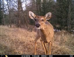 Sam's cameras are only in their first month, so no telling yet. New Cuddelink System A Deer Hunting Game Changer Deer And Deer Hunting