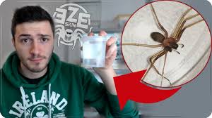 E, a difrenza del recente e triste caso di marsala, con un zoo li nplua. Ho Catturato Il Ragno Piu Pericoloso In Italia Ragno Violino Loxosceles Rufescens Zoo Skin Youtube