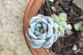 Rooting your christmas cactus plant in water. Aerial Roots On Succulents What They Mean Sprouting Indoors Succulent Cactus And Houseplant Tips