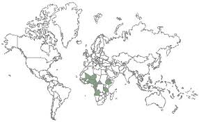 Image result for Sphenostylis marginata