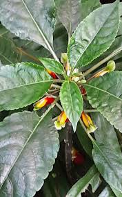 Image result for Impatiens niamniamensis