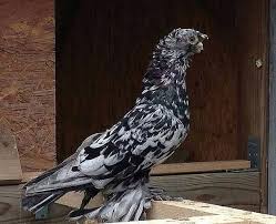 uzbek pigeon guzel kuslar evcil hayvanlar hayvanlar