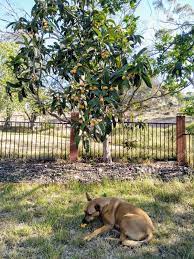 Trimming trees is a must, but you don't have to spend your money on professional companies to as long as you have the proper tools for trimming trees, you can quickly transform your outdoor. The Food Garden Group Fruit Why Not Loquats