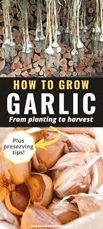 How To Grow Garlic From Planting To Preserving Growing Garlic Planting Garlic Growing Garlic From Cloves