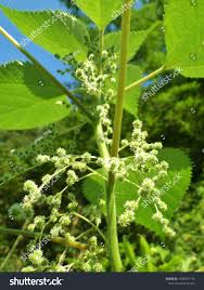 Image result for Boehmeria nivea