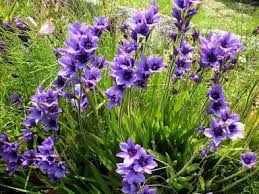 Image result for Babiana