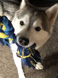 Tug Of War Is The Best Game Ever Https Ift Tt 2kidc8f Siberian Husky Siberian Husky Dog Dogs