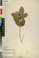 Image result for Acokanthera schimperi