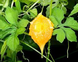 Image result for Momordica cardiospermoides