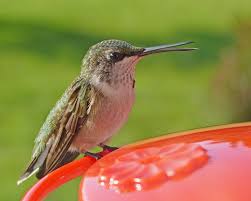 Feeders and flower gardens are great ways to attract these birds, and some people turn their yards into buzzing clouds of hummingbirds each summer. An Immature Male Ruby Throated Hummingbird At The Nectar Feeder Feederwatch