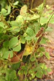 Image result for Rhynchosia viscosa