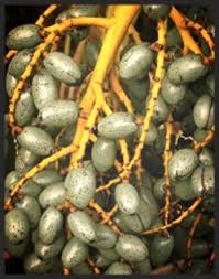 Sometimes, as in the common date from a palm tree is a berry with a fleshy rind enclosing a hard stony kernel, the true seed; How To Identify Species Of Palm Trees Owlcation