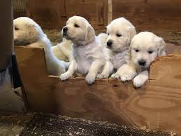 You'll be asked to provide information about yourself and what you are. My English Cream Golden Retriever Puppies For Sale