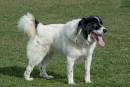 Karakachan Breed Information, Characteristics & Heath ...