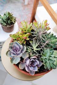 Lowes succulents tile container plants beautiful mosaics succulent plants plant. Evergreen House Side Porch Reveal Juniper Home