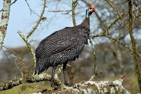 At what age do guinea fowl start laying eggs? Guineafowl Wikipedia