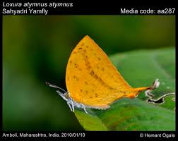 Image result for Loxodera