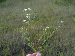 Image result for Andropterum