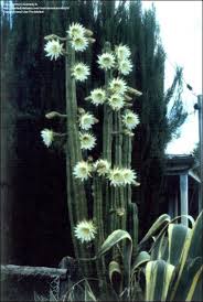 Sowing san pedro cactus is best done during the spring and summer because they have a natural winter dormancy period where growth slows or even stops. Plantfiles Pictures Echinopsis Species Achuma Aguacolla Saint Peter Cactus San Pedro Cactus Echinopsis Pachanoi By Rwhiz