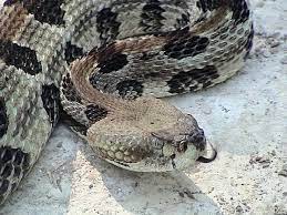 Timber Rattlesnake Crotalus Horridus Reptile Snake Rattlesnake North American Animals
