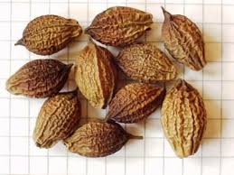 Image result for Gyrocarpus