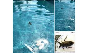 Un Monstre Dans La Piscine L Echo De Maskinonge