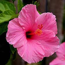 Triple Hibiscus Flower Seeds Garden Triple Hibiscus Rosa Etsy Hibiscus Plant Flower Seeds Hibiscus Flowers