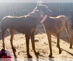 Find doberman pinschers for sale on oodle classifieds. View Ad Doberman Pinscher Puppy For Sale Near Florida Pensacola Usa Adn 250627