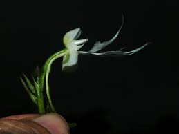 Image result for Habenaria chirensis