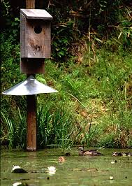 This wood duck box plan from home trix includes how to build a predator guard to add beneath these plans for a wood duck nesting box from iowa dnr give measurements for each section of 3. Constructing A Future Wood Duck Boxes And You Patriot Land Wildlife Blog