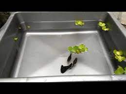 More images for ternak guppy di ember » Budidaya Ikan Guppy Di Baskom Infoakuakultur Com