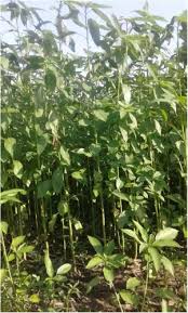 Image result for Corchorus pseudocapsularis