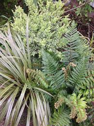 Image result for Buxus acutata