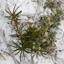 Image result for Euphorbia depauperata