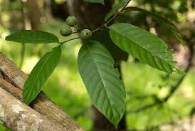 Image result for Oxyanthus latifolius