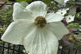 Image result for Cornaceae