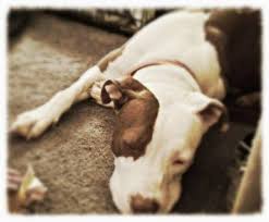 Once Upon A Time There Lived A Beautiful Princess Once Upon A Time In A Shelter Just Down The Street There Lived A Beautiful Pittie Princess At Birth The Good Fairies Flora And Dog Adoption Cute Animals Pets