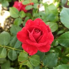 Most roses in this section are, at least initially, the product of various crosses between species roses and modern bush roses during the 20th century. Super Hero Easy Elegance Rose For Sale Online The Tree Center