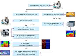 Flow Chart Of The Steps Of The Ebov Drug Screen Assay Cells