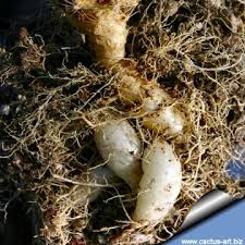 Image result for Scleria arcuata