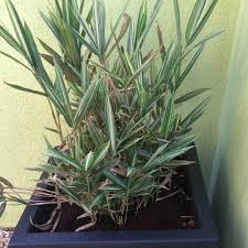 Image result for Pleioblastus fortunei