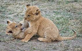 Pin By Nahir Jazmin On Big Cats Lion Cubs Playing Baby Lion Cubs Cute Baby Animals