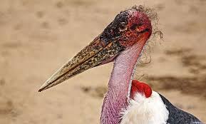 Ugliest Bird I Ve Ever Seen Serengeti National Park Serengeti National Parks