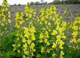 Image result for Crotalaria lanceolata
