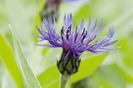 Image result for Centaurea