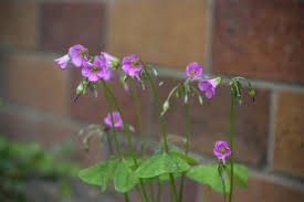 Image result for Oxalis latifolia